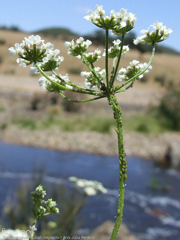 Torilis arvensis neglecta - Flor (geral) | Ana Júlia Pereira; CC BY-NC 4.0