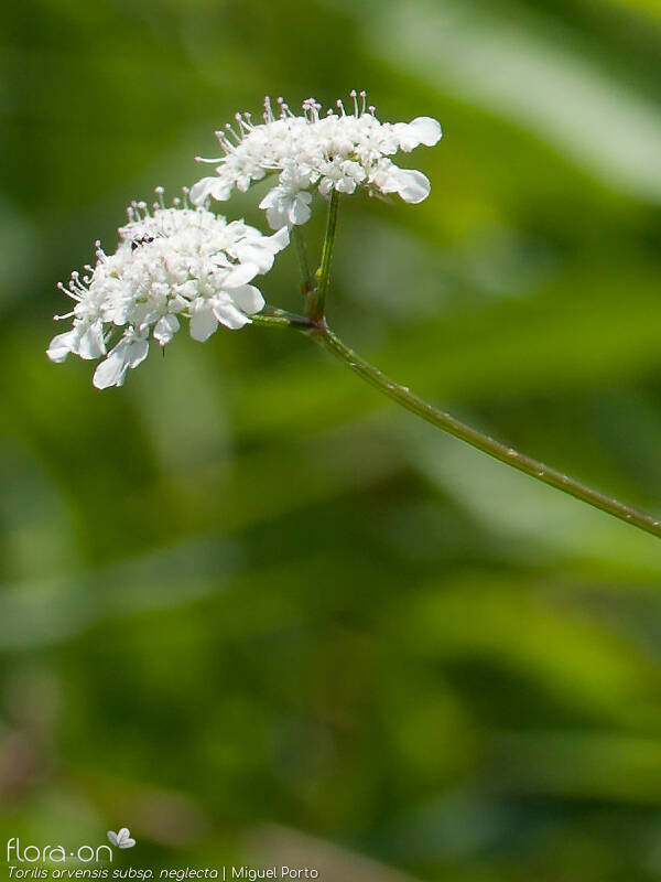 Torilis arvensis neglecta - Flor (geral) | Miguel Porto; CC BY-NC 4.0