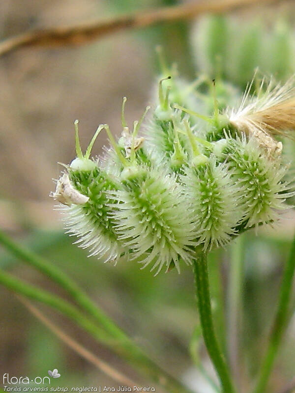Torilis arvensis neglecta - Fruto | Ana Júlia Pereira; CC BY-NC 4.0