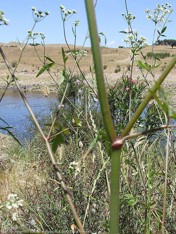 Torilis arvensis neglecta - Hábito | Ana Júlia Pereira; CC BY-NC 4.0
