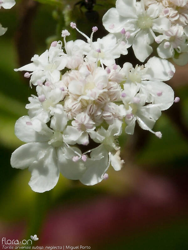 Torilis arvensis neglecta - Flor (close-up) | Miguel Porto; CC BY-NC 4.0