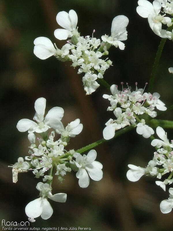 Torilis arvensis neglecta - Flor (geral) | Ana Júlia Pereira; CC BY-NC 4.0