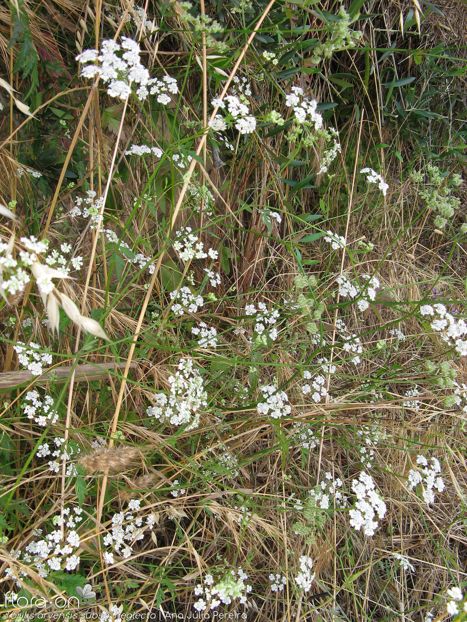 Torilis arvensis neglecta - Hábito | Ana Júlia Pereira; CC BY-NC 4.0