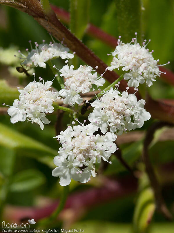 Torilis arvensis neglecta - Flor (geral) | Miguel Porto; CC BY-NC 4.0