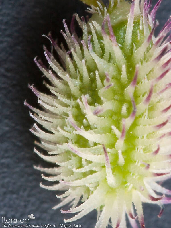Torilis arvensis neglecta - Fruto | Miguel Porto; CC BY-NC 4.0