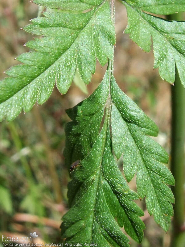 Torilis arvensis neglecta - Folha | Ana Júlia Pereira; CC BY-NC 4.0