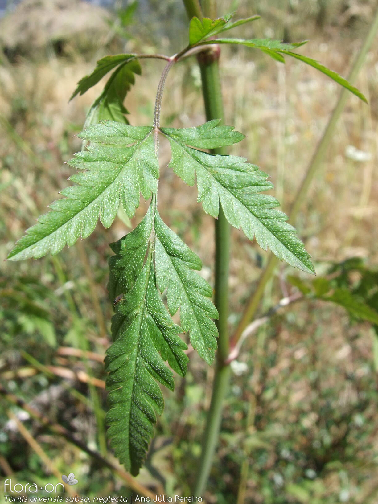 Torilis arvensis neglecta - Folha | Ana Júlia Pereira; CC BY-NC 4.0
