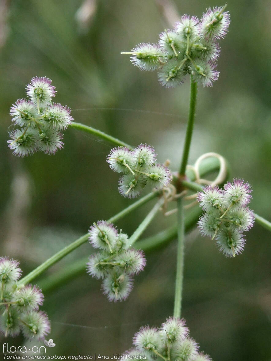 Torilis arvensis neglecta - Fruto | Ana Júlia Pereira; CC BY-NC 4.0