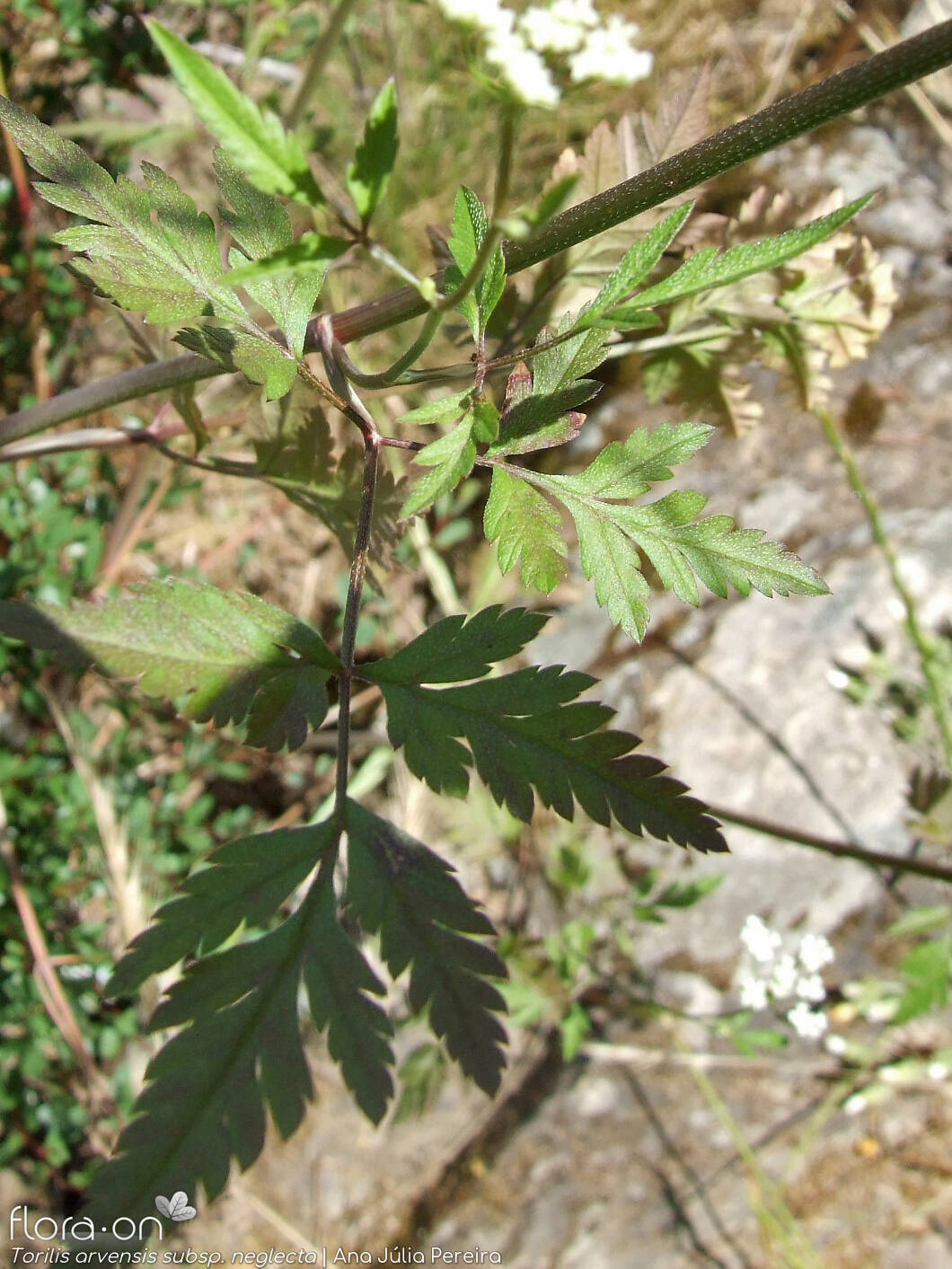 Torilis arvensis neglecta - Folha | Ana Júlia Pereira; CC BY-NC 4.0