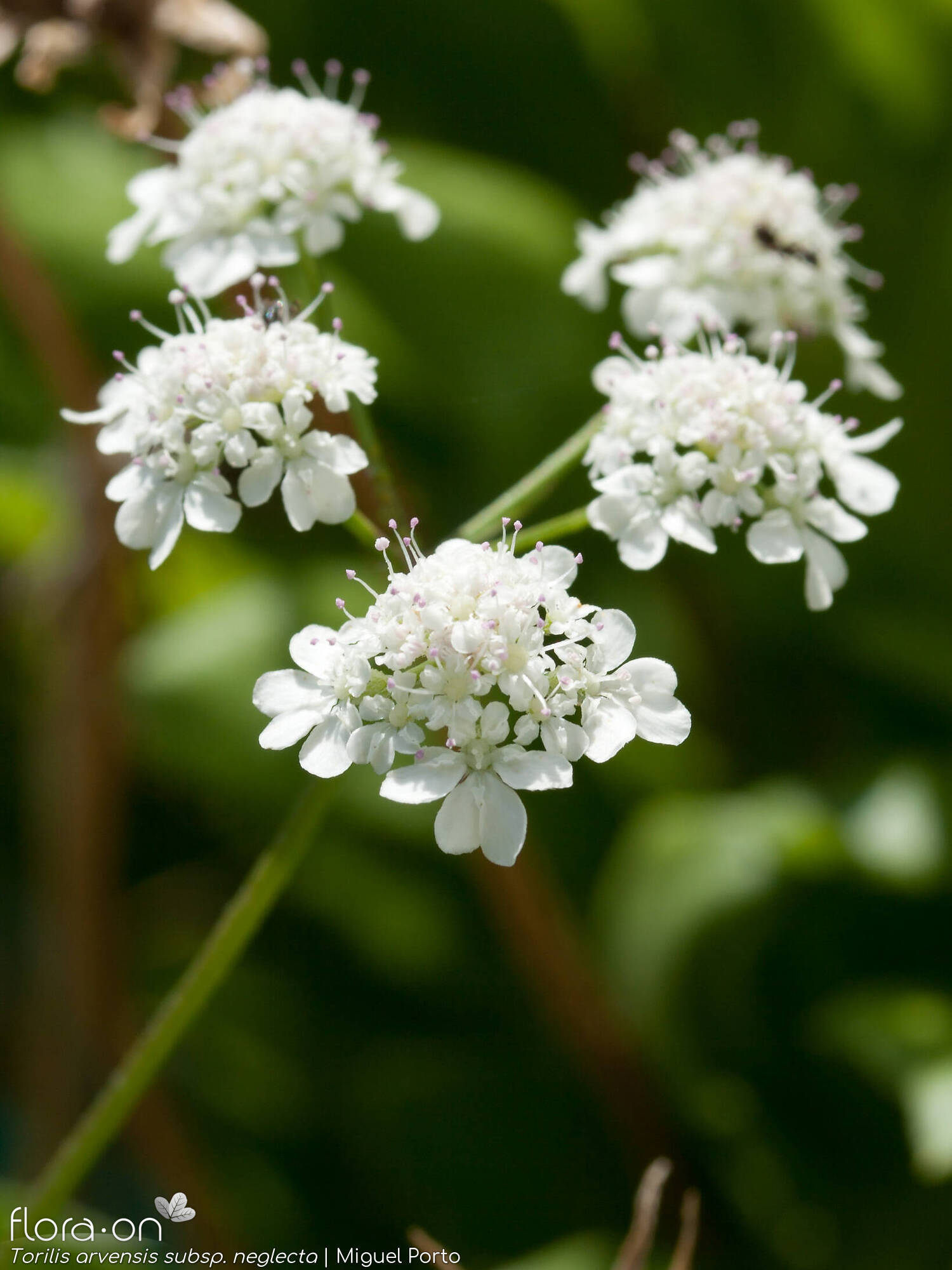 Torilis arvensis neglecta - Flor (geral) | Miguel Porto; CC BY-NC 4.0