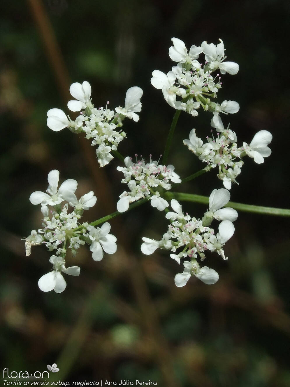 Torilis arvensis neglecta - Flor (geral) | Ana Júlia Pereira; CC BY-NC 4.0