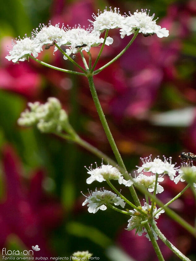 Torilis arvensis neglecta - Flor (geral) | Miguel Porto; CC BY-NC 4.0