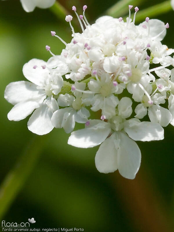 Torilis arvensis neglecta - Flor (close-up) | Miguel Porto; CC BY-NC 4.0