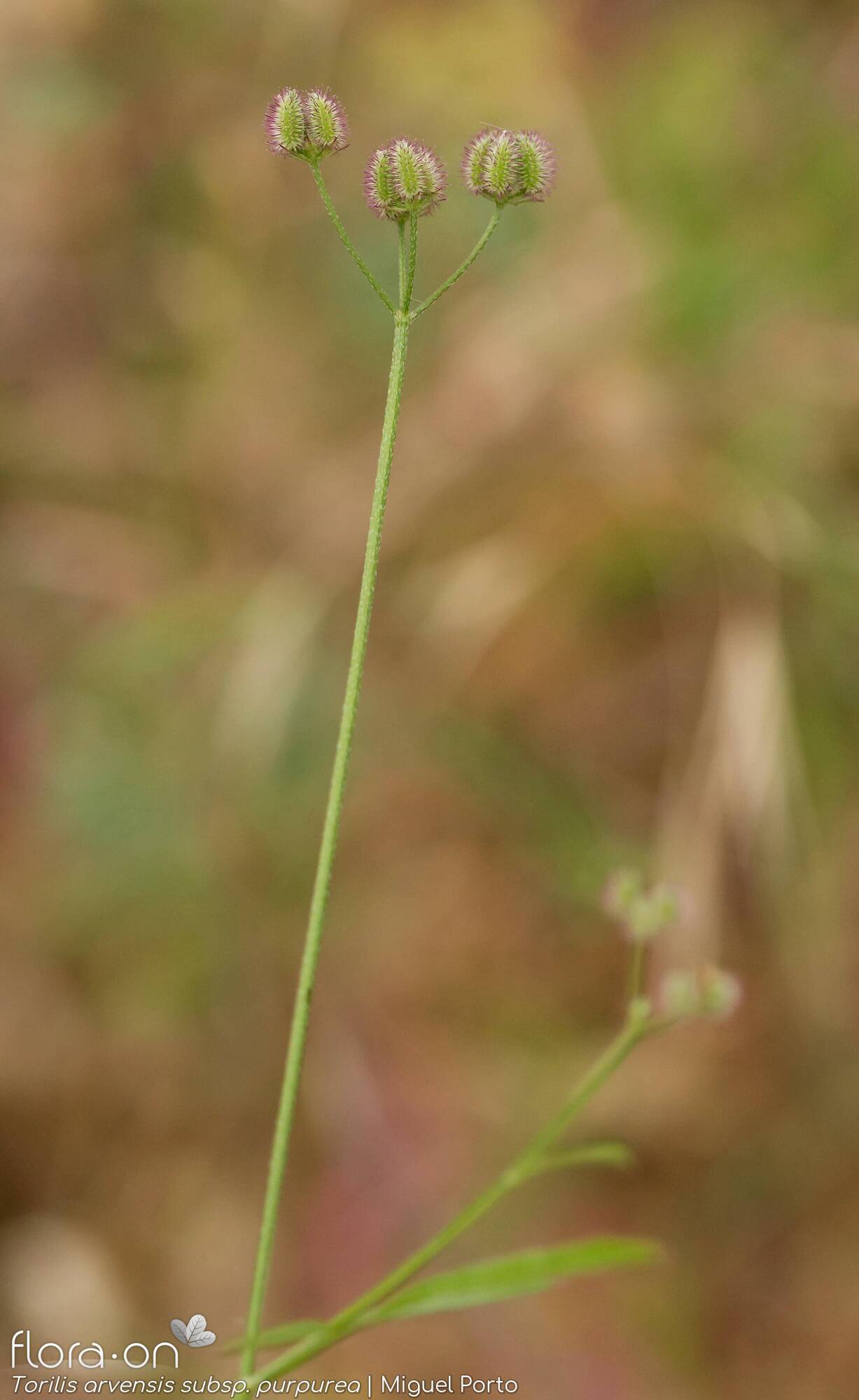 Torilis arvensis - Flor (geral) | Miguel Porto; CC BY-NC 4.0