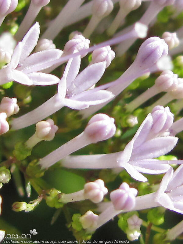 Trachelium caeruleum caeruleum - Flor (close-up) | João Domingues Almeida; CC BY-NC 4.0