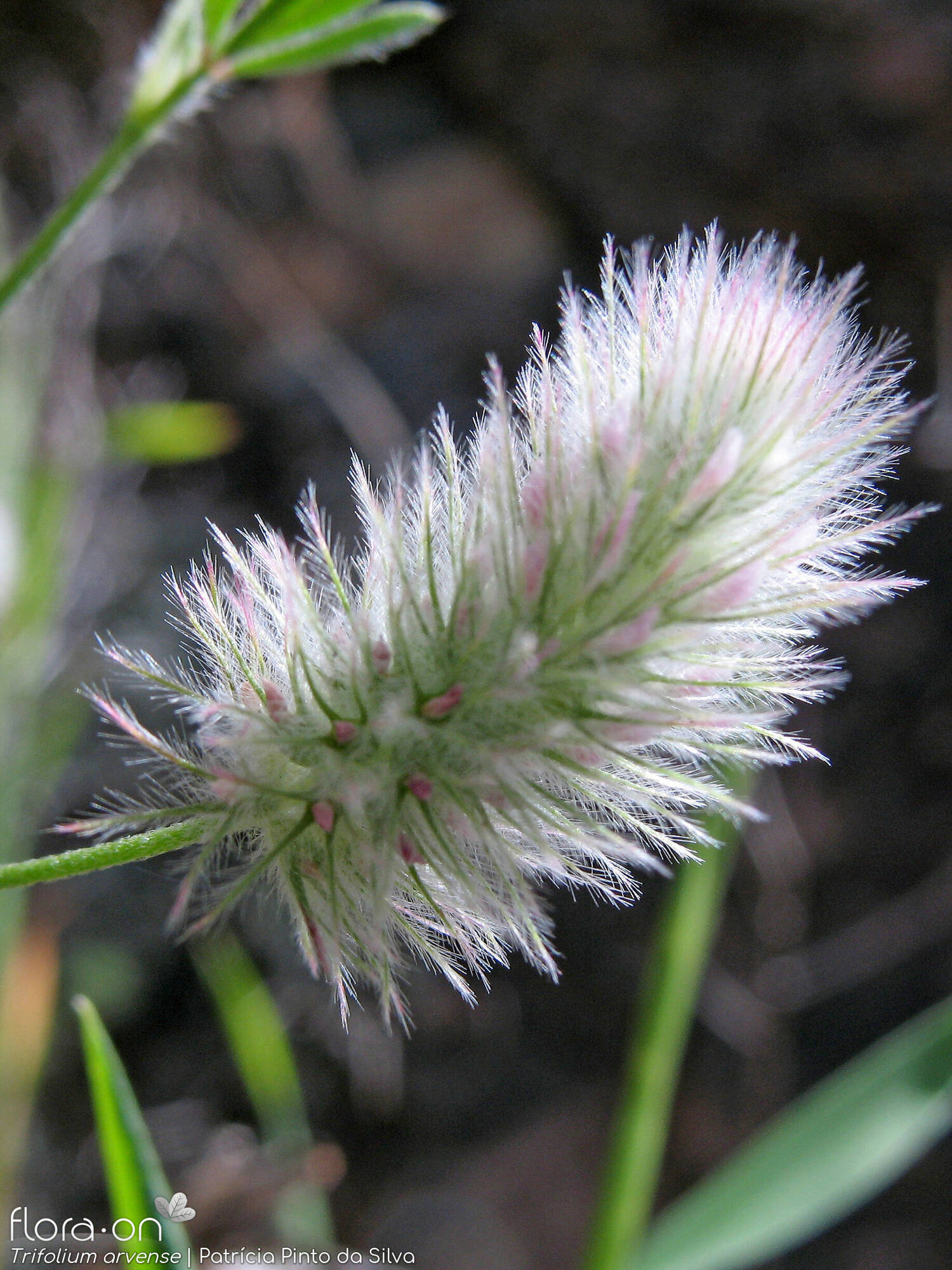Trifolium arvense - Flor (geral) | Patrícia Pinto da Silva; CC BY-NC 4.0