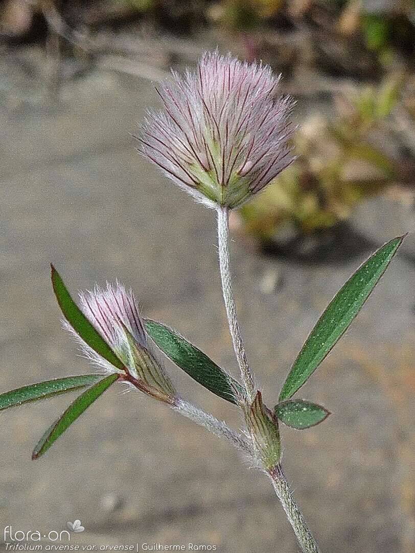 Trifolium arvense - Flor (geral) | Guilherme Ramos; CC BY-NC 4.0