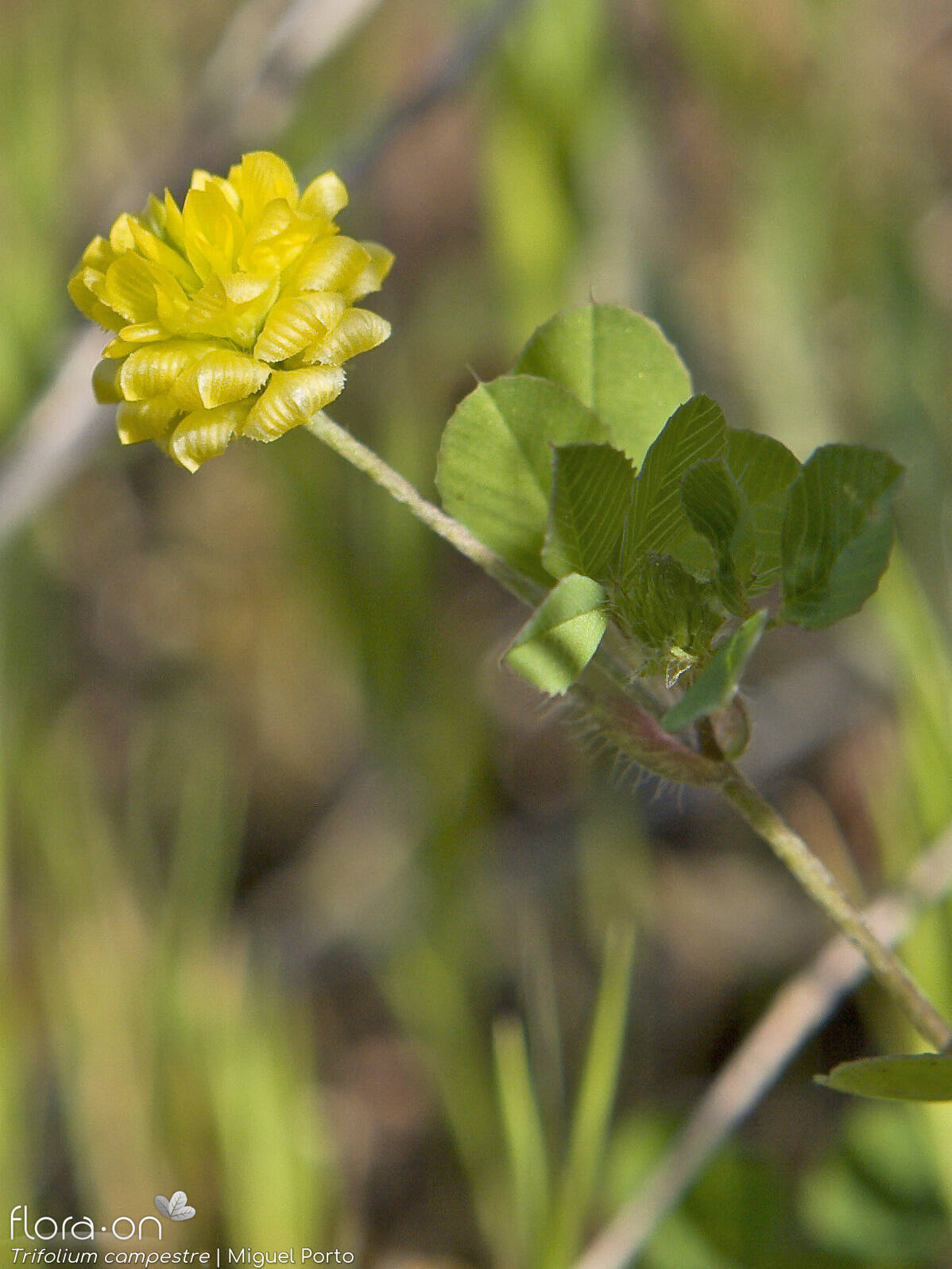 Trifolium campestre - Flor (geral) | Miguel Porto; CC BY-NC 4.0