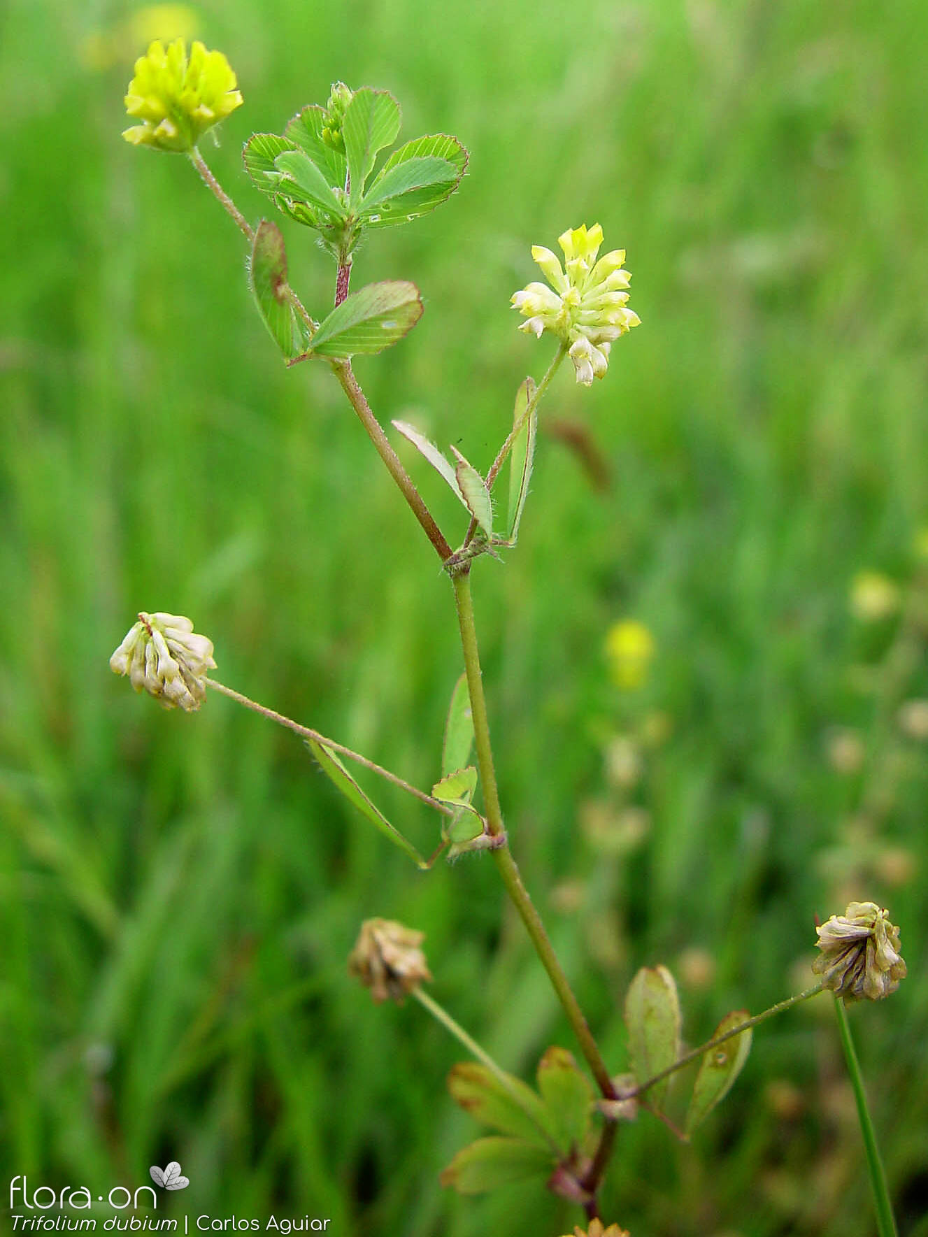 Trifolium dubium - Flor (geral) | Carlos Aguiar; CC BY-NC 4.0