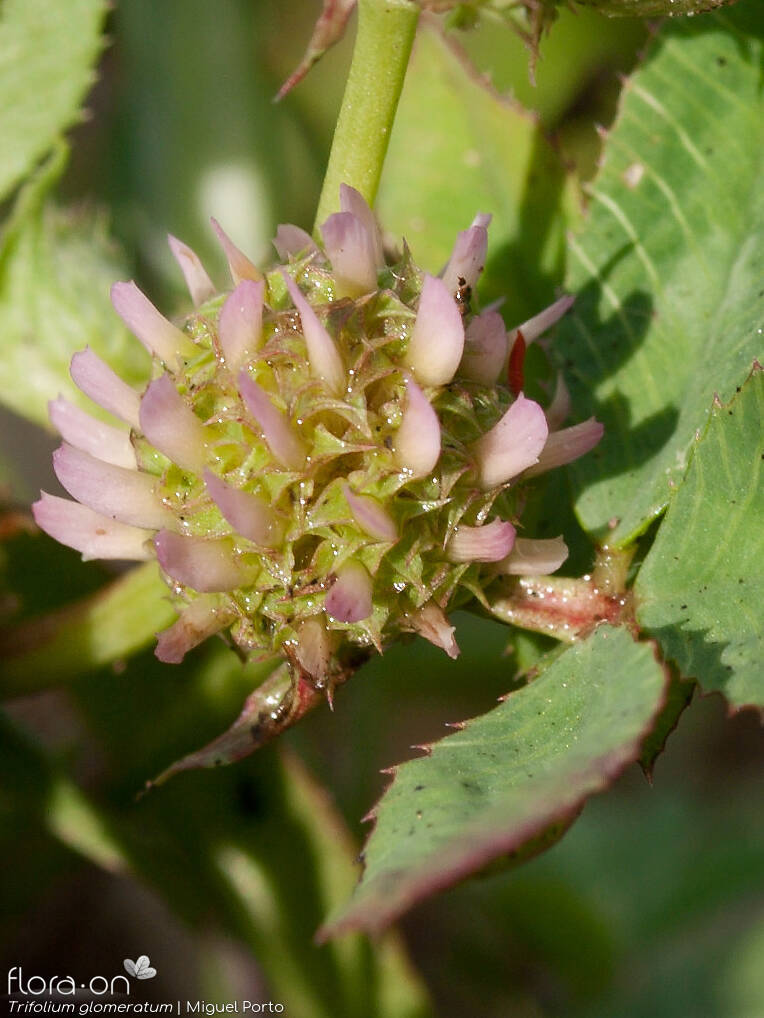 Trifolium glomeratum - Flor (geral) | Miguel Porto; CC BY-NC 4.0