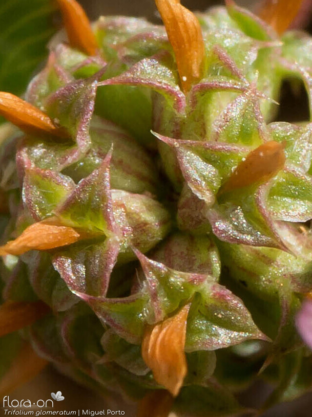 Trifolium glomeratum - Cálice | Miguel Porto; CC BY-NC 4.0