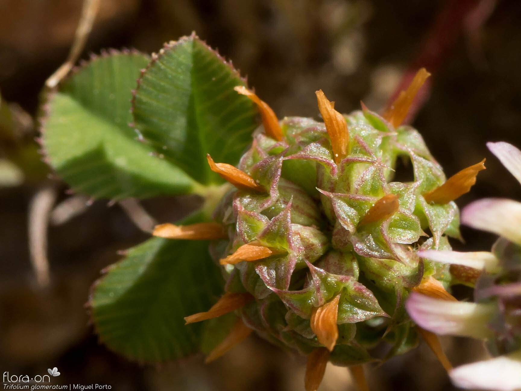 Trifolium glomeratum - Flor (geral) | Miguel Porto; CC BY-NC 4.0