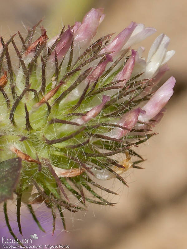 Trifolium lappaceum - Flor (close-up) | Miguel Porto; CC BY-NC 4.0