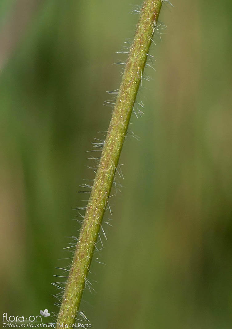 Trifolium ligusticum - Caule | Miguel Porto; CC BY-NC 4.0