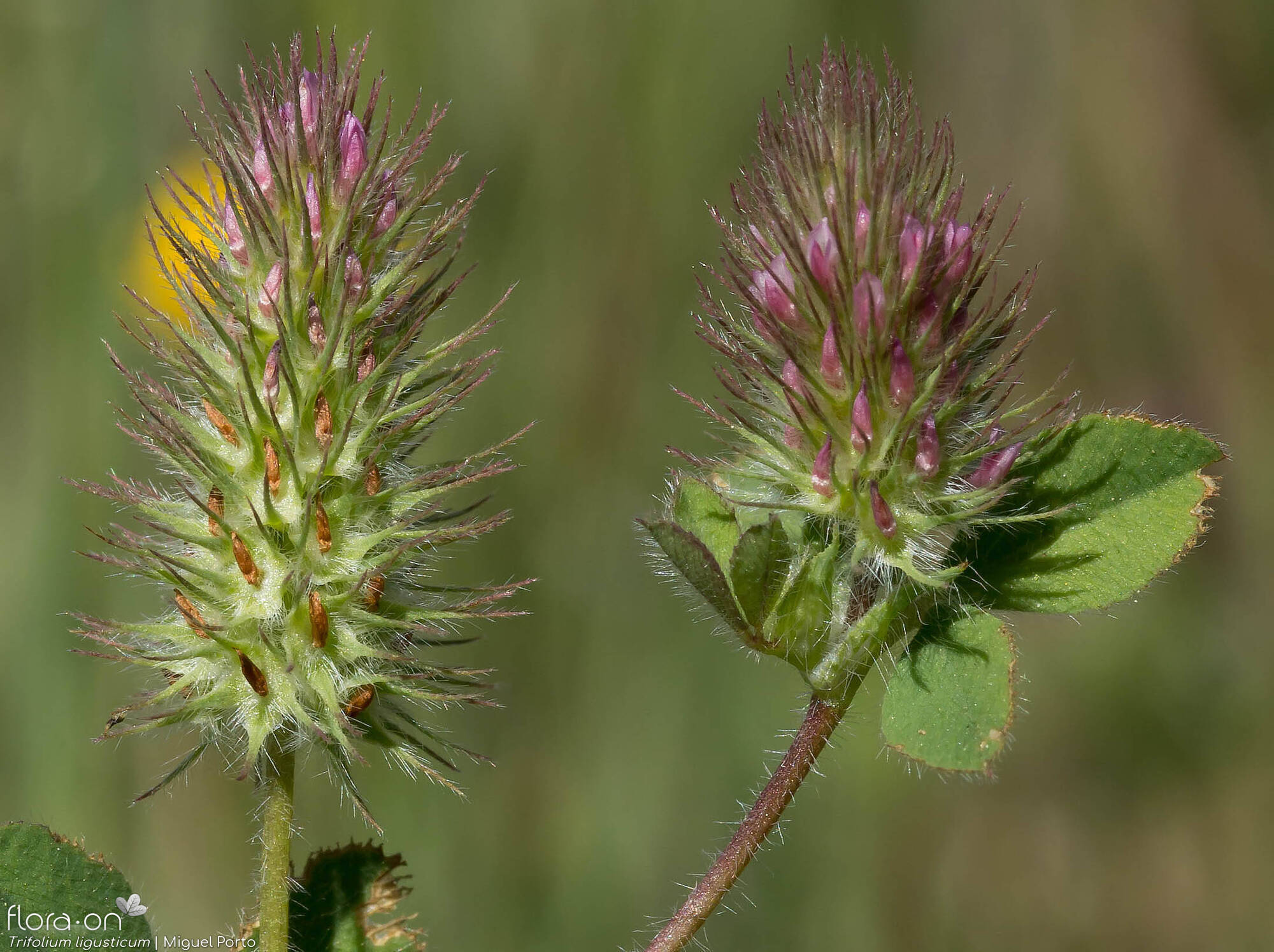 Trifolium ligusticum - Flor (geral) | Miguel Porto; CC BY-NC 4.0