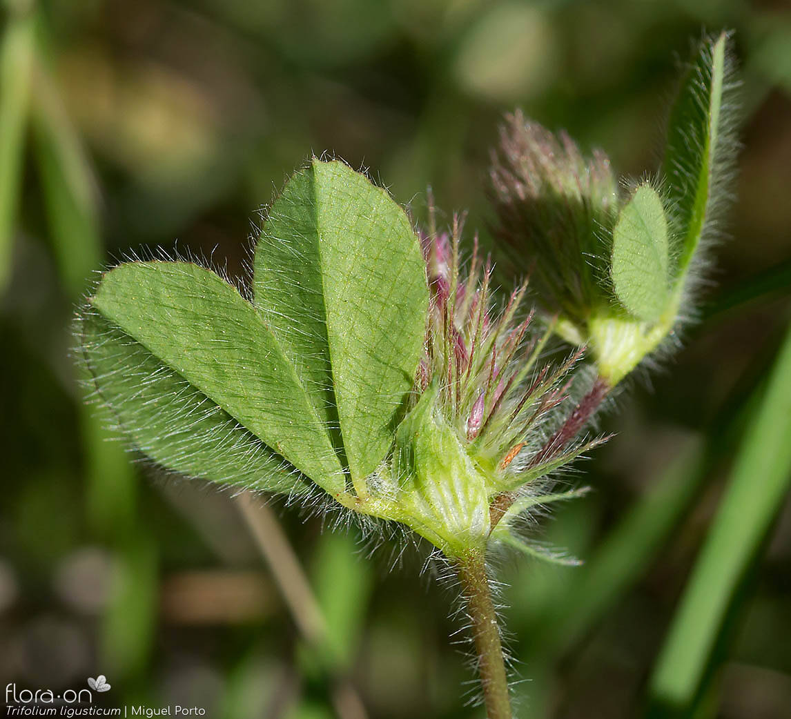 Trifolium ligusticum - Folha | Miguel Porto; CC BY-NC 4.0