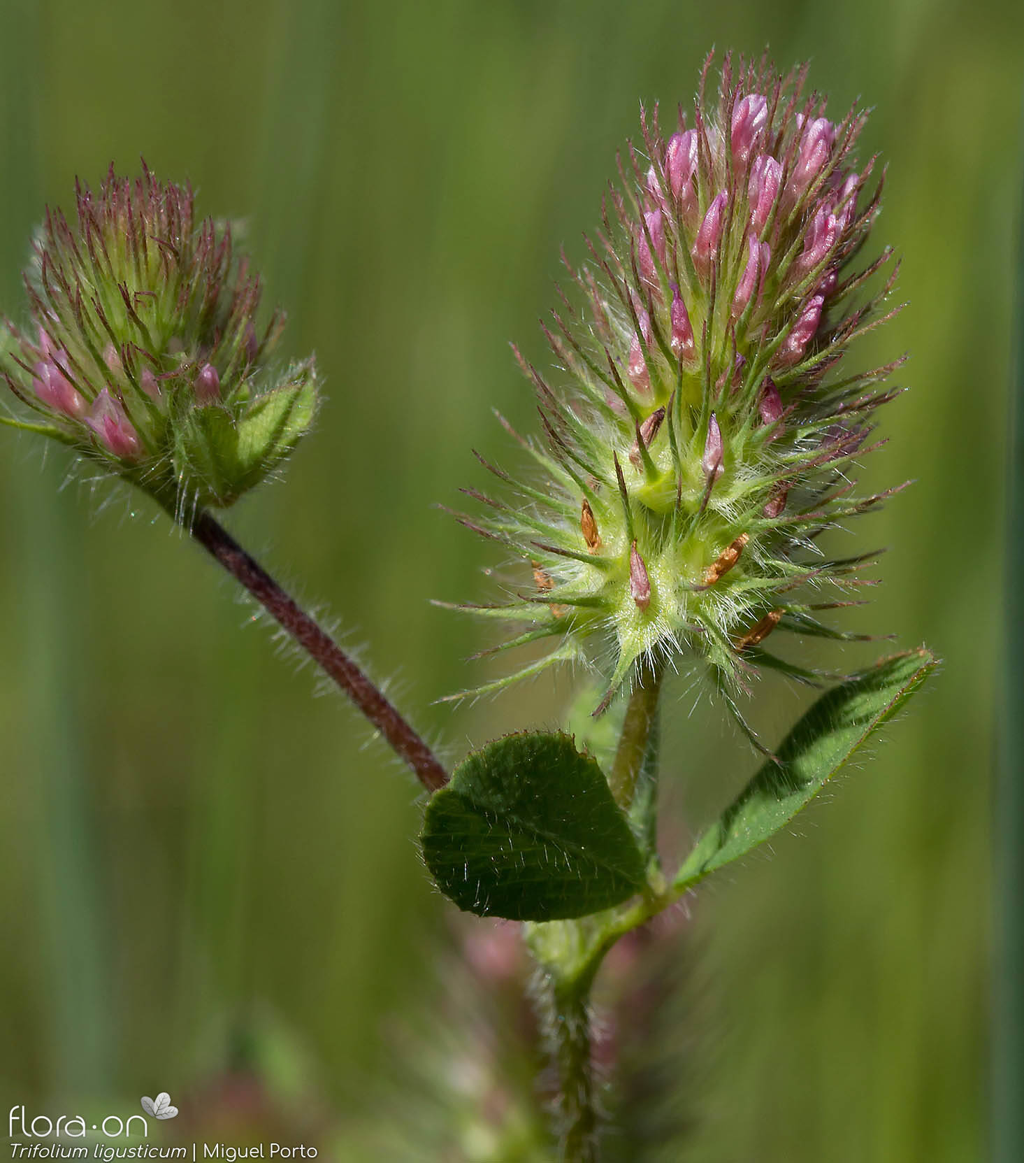 Trifolium ligusticum - Flor (geral) | Miguel Porto; CC BY-NC 4.0
