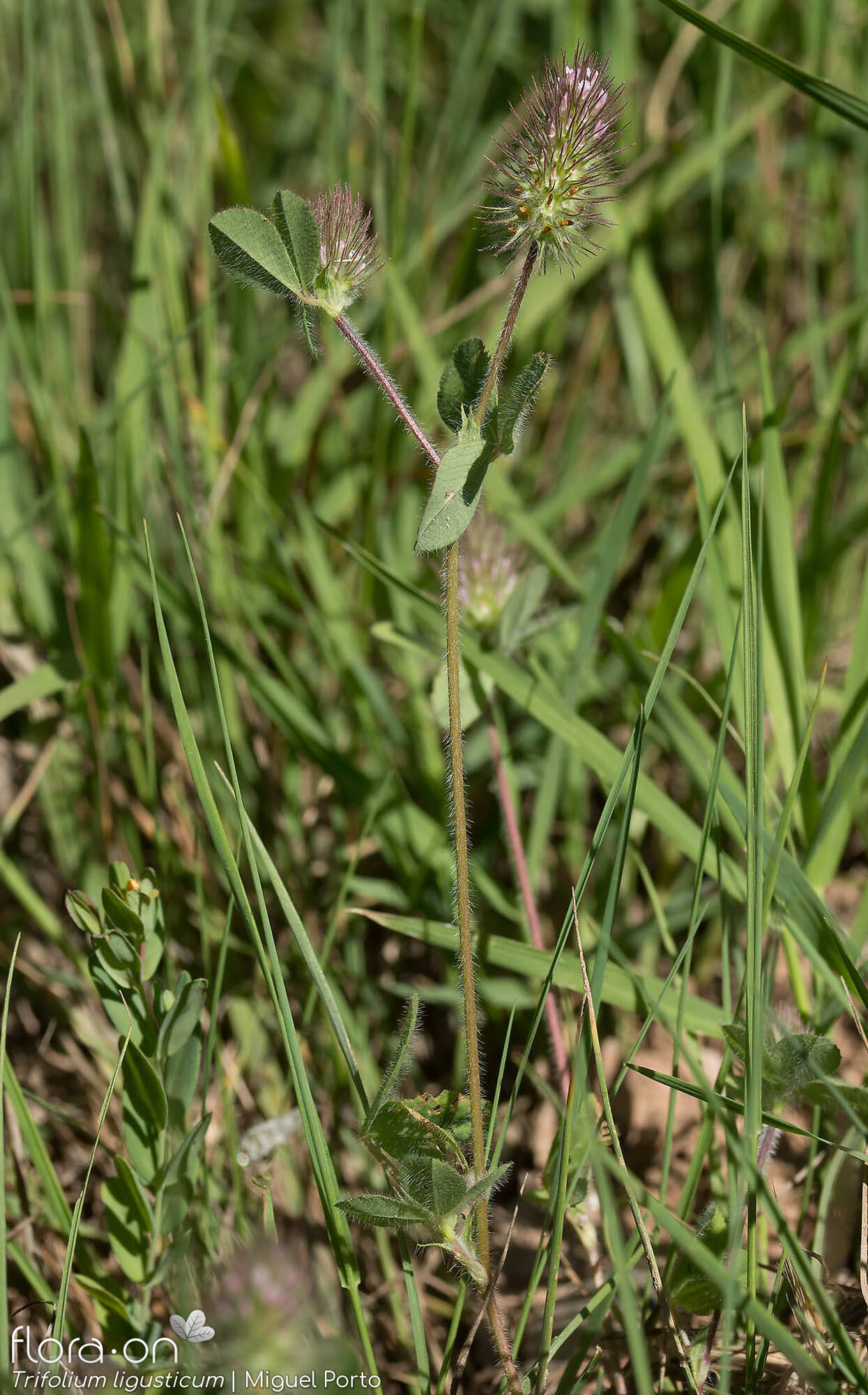 Trifolium ligusticum - Hábito | Miguel Porto; CC BY-NC 4.0