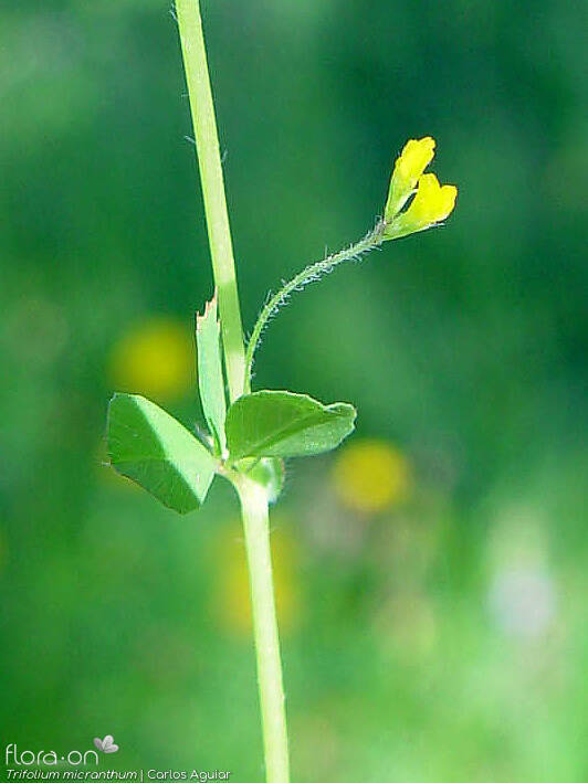 Trifolium micranthum - Flor (close-up) | Carlos Aguiar; CC BY-NC 4.0