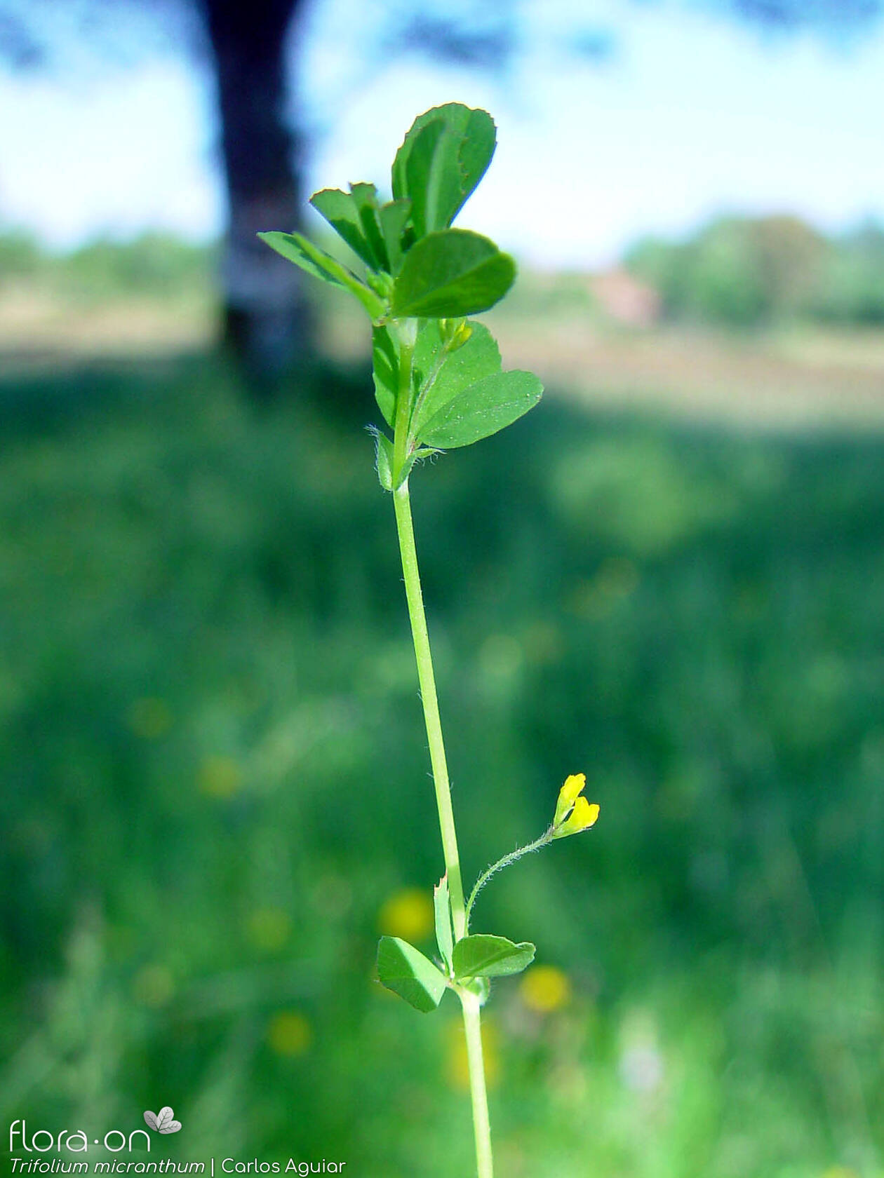 Trifolium micranthum - Hábito | Carlos Aguiar; CC BY-NC 4.0