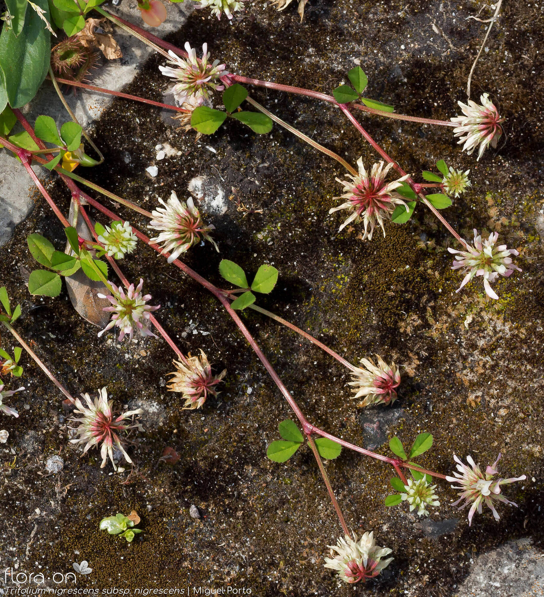 Trifolium nigrescens nigrescens - Hábito | Miguel Porto; CC BY-NC 4.0