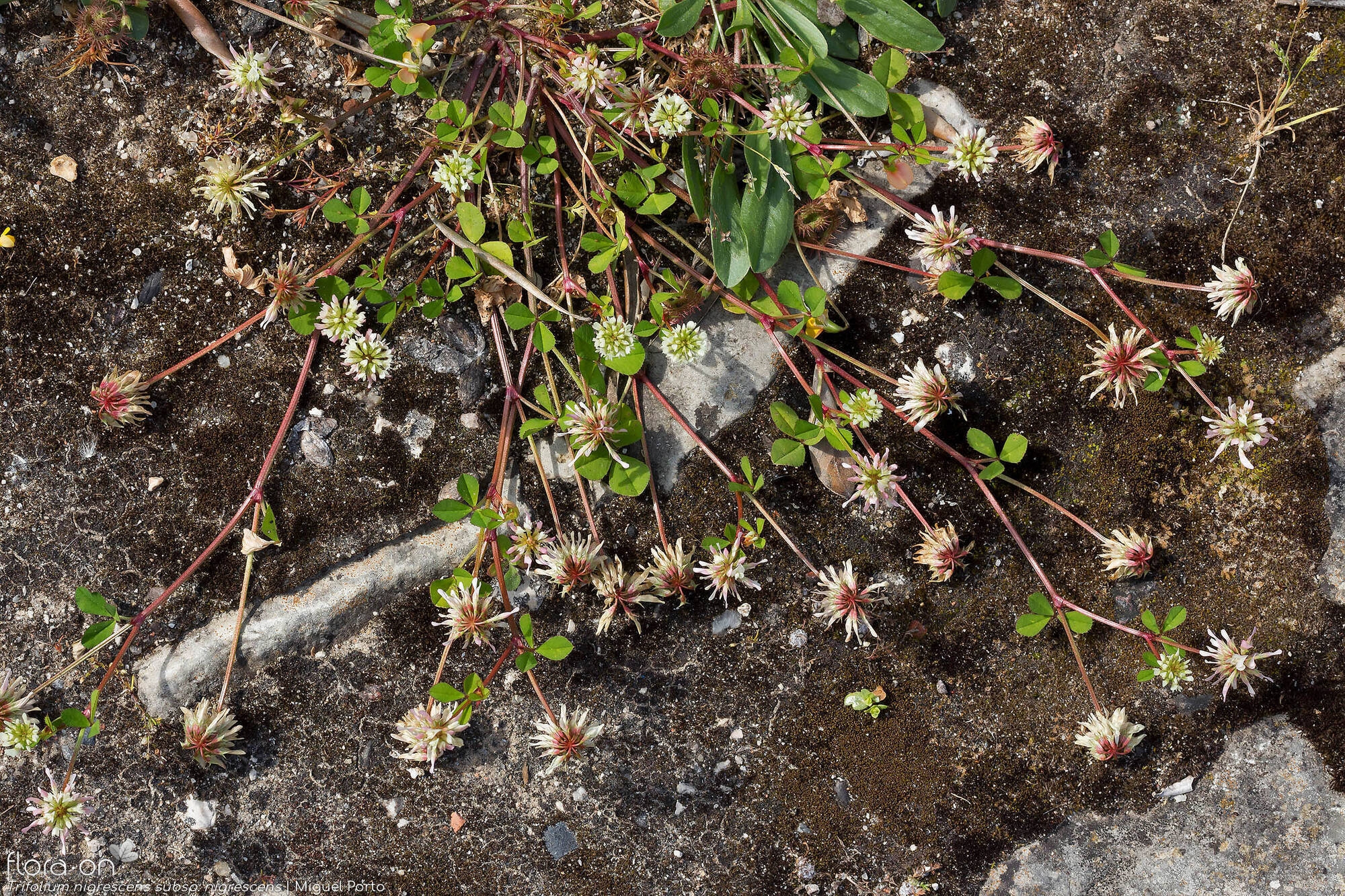 Trifolium nigrescens nigrescens - Hábito | Miguel Porto; CC BY-NC 4.0