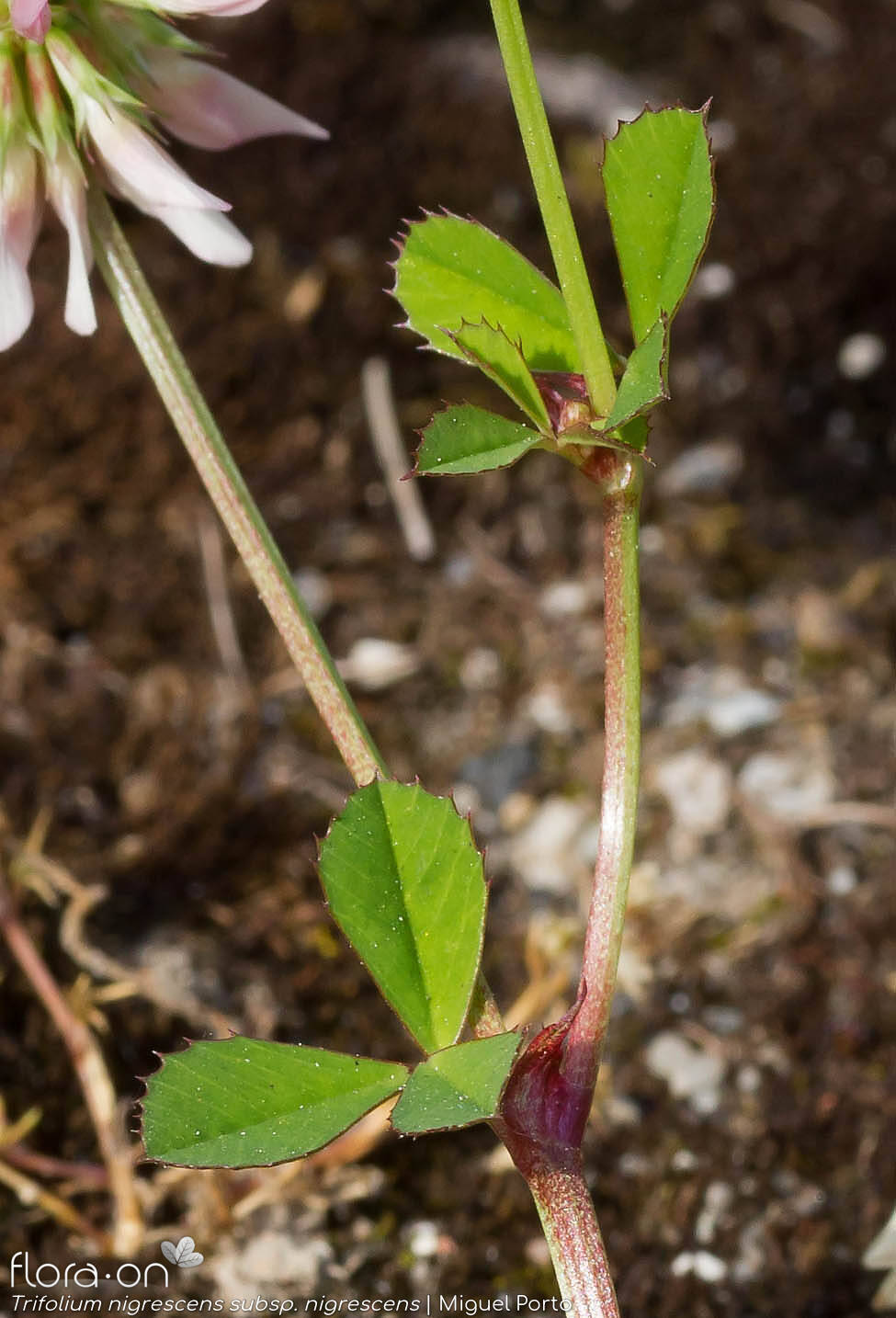 Trifolium nigrescens nigrescens - Folha (geral) | Miguel Porto; CC BY-NC 4.0