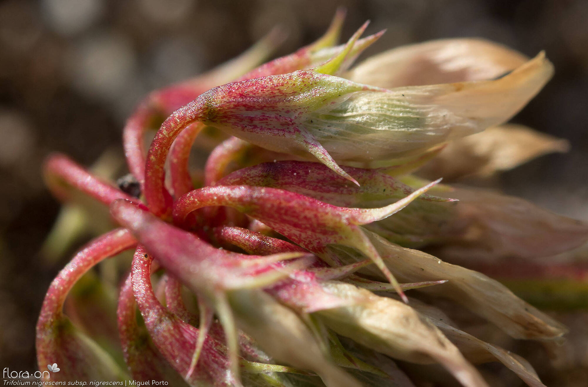 Trifolium nigrescens nigrescens - Cálice | Miguel Porto; CC BY-NC 4.0