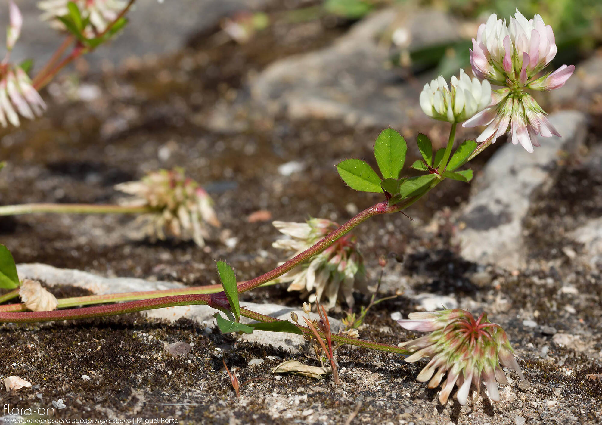 Trifolium nigrescens nigrescens - Flor (geral) | Miguel Porto; CC BY-NC 4.0