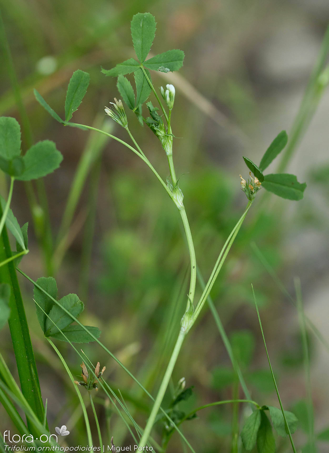 Trifolium ornithopodioides - Hábito | Miguel Porto; CC BY-NC 4.0