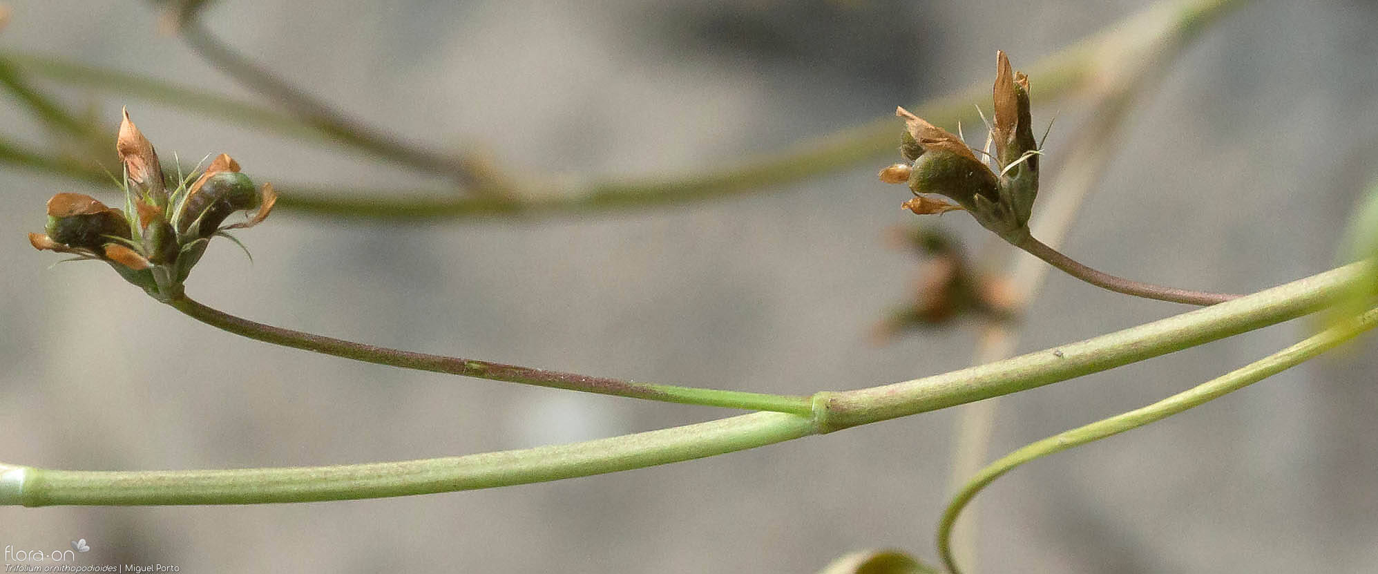 Trifolium ornithopodioides - Fruto | Miguel Porto; CC BY-NC 4.0