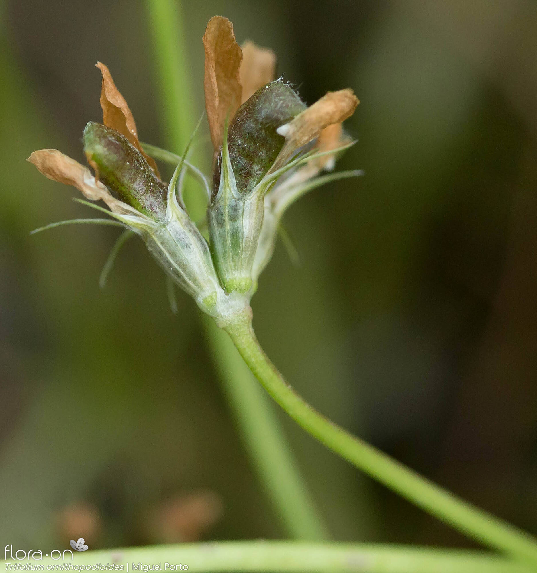 Trifolium ornithopodioides - Fruto | Miguel Porto; CC BY-NC 4.0