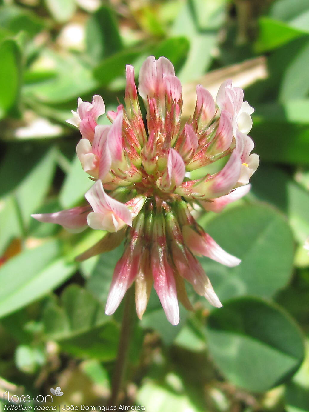Trifolium repens - Flor (geral) | João Domingues Almeida; CC BY-NC 4.0
