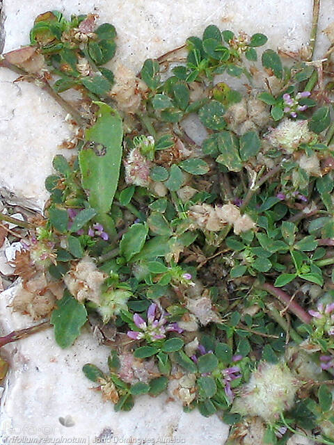 Trifolium resupinatum - Hábito | João Domingues Almeida; CC BY-NC 4.0