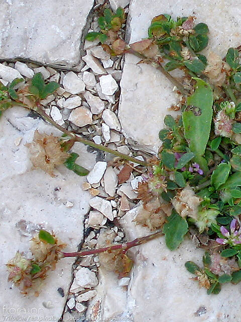 Trifolium resupinatum - Hábito | João Domingues Almeida; CC BY-NC 4.0
