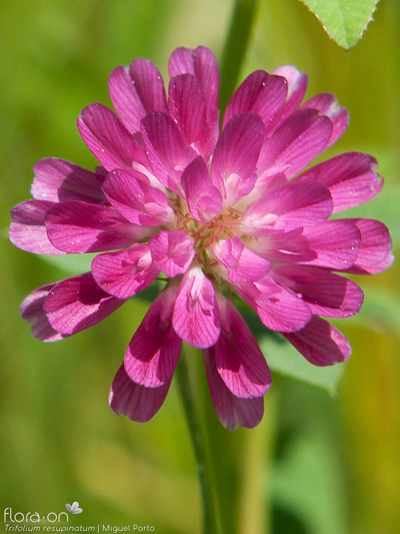 Trifolium resupinatum - Flor (geral) | Miguel Porto; CC BY-NC 4.0