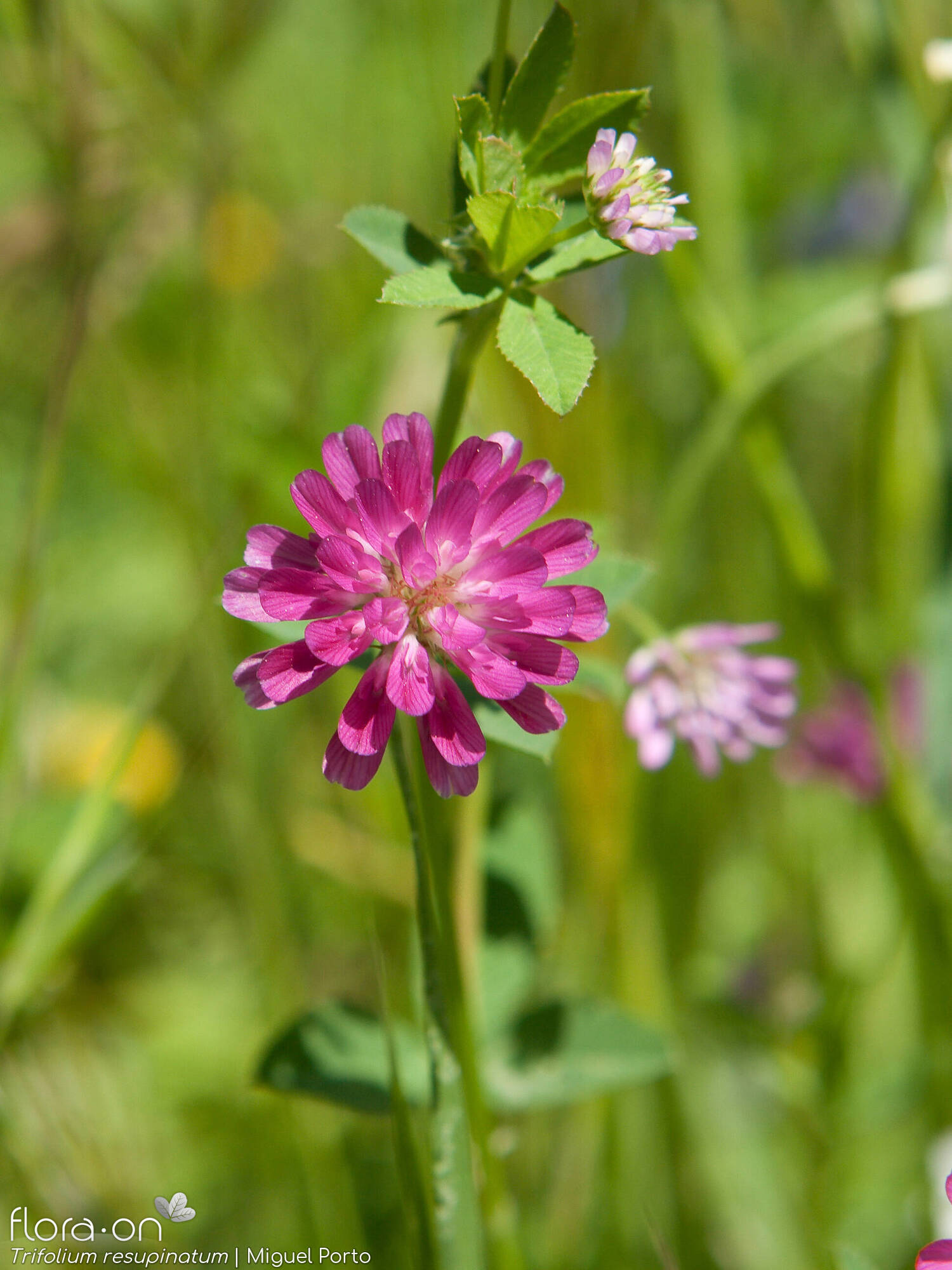 Trifolium resupinatum - Flor (close-up) | Miguel Porto; CC BY-NC 4.0