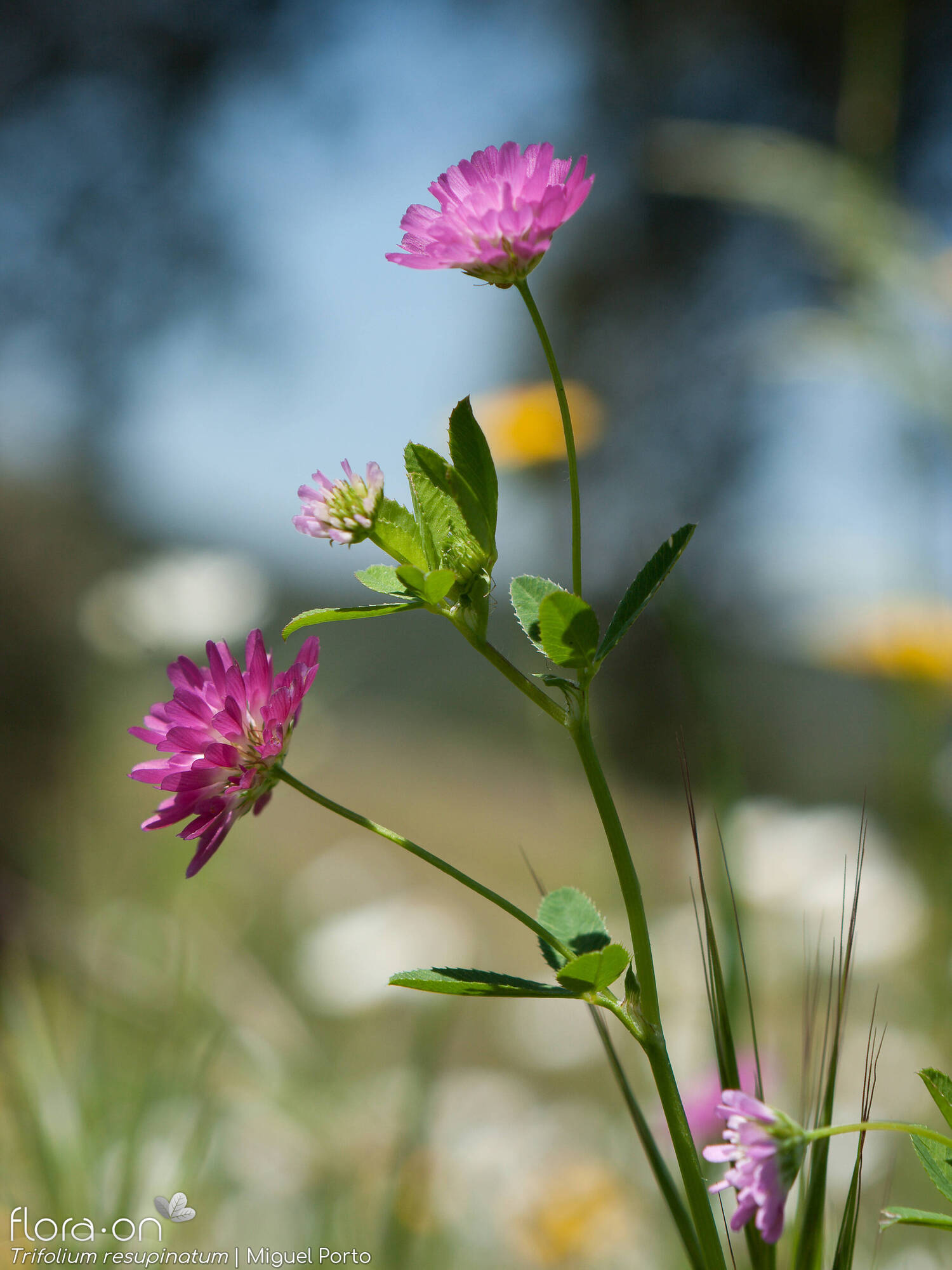 Trifolium resupinatum - Flor (geral) | Miguel Porto; CC BY-NC 4.0