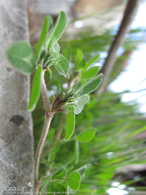 Trifolium scabrum - Flor (geral) | João Domingues Almeida; CC BY-NC 4.0