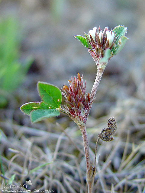 Trifolium scabrum - Folha | Carlos Aguiar; CC BY-NC 4.0